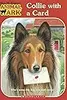 Collie with a Card