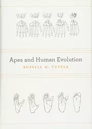 Apes and Human Evolution