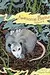 Awesome 'Possum, Volume 4